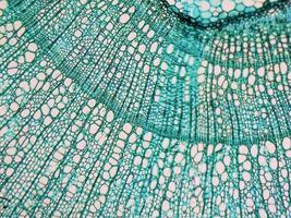 micrografia de haste de tília foto