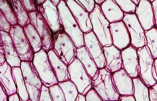 micrografia de epiderme de cebola foto