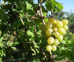 uvas amadurecidas no jardim. escova de uva de colheita de outono de uvas maduras. bagas saborosas frescas. foto