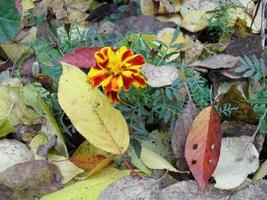 calêndula flores outono flor jardim folhas amarelas foto