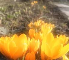 açafrões estão florescendo no jardim. banner com flores amarelas da primavera. lugar para texto. modelo de cartaz de cartão postal, foto