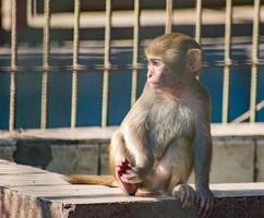 um macaco pensativo. foto