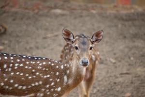 o eixo do eixo chital, também conhecido como veado manchado, veado chital e veado do eixo foto