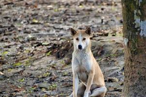 cão pária indiano. foto