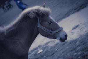 equus ferus caballus foto