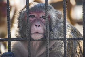 o macaco está em uma gaiola. foto