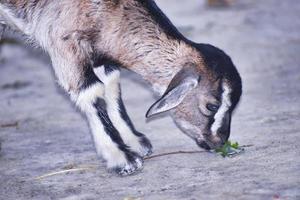 cabra bangladeshi comendo folha. foto