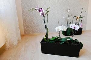 flores de orquídea em vasos no chão de madeira foto