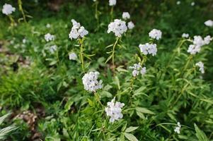 plantas com flores saponaria branca na floresta. sabão de grama. flor de saponária foto