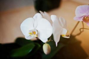 orquídea de flores phalaenopsis branca e rosa em fundo de madeira foto