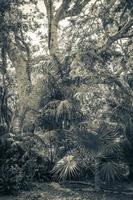 tropicais naturais selva floresta plantas árvores muyil maia ruínas mexico. foto