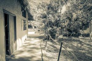 selva tropical plantas árvores trilhas para caminhada muyil ruínas maias méxico. foto