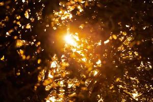 luz do sol amarela quente através da folhagem das árvores, lindo sol fluindo pelas folhas das árvores foto