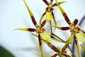 dendrobiinae é uma subtribo de orquídeas da tribo dendrobieae, na  subfamília epidendroideae da família orchidaceae 8356568 Foto de stock no  Vecteezy