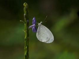 pequena borboleta branca com flores roxas foto