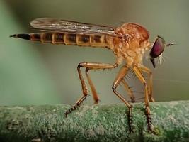 robberfly ouro na natureza foto