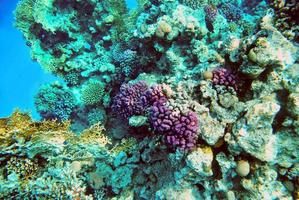 recife de coral debaixo d'água no mar vermelho egito foto