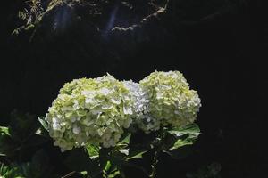 hortênsia azul ou hortênsia macrophylla ou flor de hortênsia ou flor azul. profundidade de campo rasa para uma sensação suave e sonhadora. foto