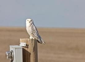 coruja nevada saskatchewan canadá foto