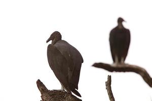 abutres negros empoleirados em árvores da Flórida foto