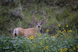 grande cervo buck foto