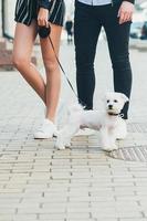 bonito pequeno cão branco e pernas de jovem casal, na rua foto