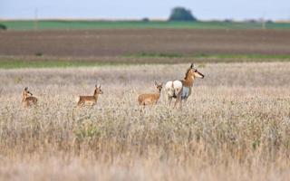 antílopes pronghorn em campo foto