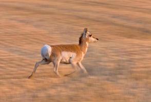 pronghorn antílope saskatchewan foto