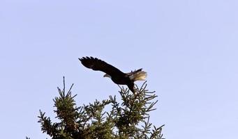 águia careca em voo ilha hecla manitoba foto