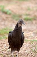 abutre preto na Flórida foto