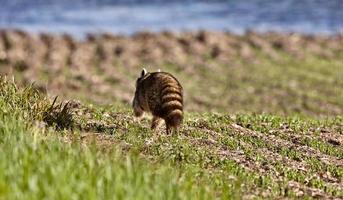 guaxinim andando em terras agrícolas foto