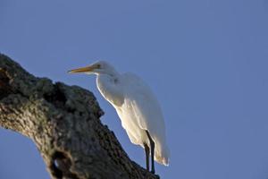 grande garça branca empoleirada na árvore da Flórida foto