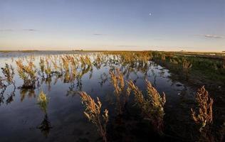 ervas daninhas secas e pântano saskatchewan foto