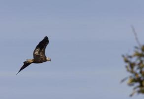 águia careca em voo ilha hecla manitoba foto