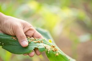 agricultor que trabalha no campo da árvore de milho e pesquisa ou verifica o problema sobre aphis ou verme comendo na folha de milho após o plantio foto