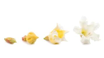 videira de lírio de páscoa fresca branca, trompete de arauto, trompete nepal ou flor de hirunika em nome tailandês isolado no branco foto