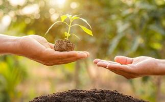 feche a mão segurando o broto de árvore verde jovem e plantando no solo foto