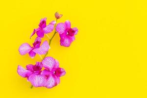 orquídea roxa fresca sobre fundo amarelo. conceito de decoração e jardinagem ao ar livre em casa foto