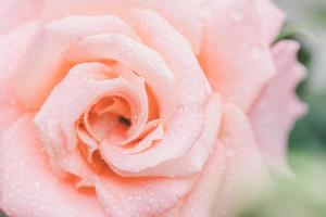 flor rosa rosa no jardim. decoração ao ar livre para casa e conceito de jardinagem foto
