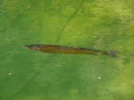 peixes na água foto