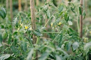 planta de tomate jovem em campo aberto na horta cultivo de vegetais foto