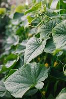 a planta com flores é um pepino. uma flor amarela em um fundo de folhas verdes e caules. pepinos em crescimento foto