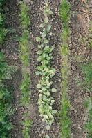 folhas verdes em canteiros no campo vegetal. fundo de jardinagem com plantas de salada verde em campo aberto, vista superior foto