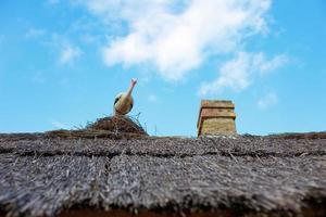 um fragmento de um telhado de palha com uma cegonha e uma chaminé foto