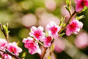 natureza da primavera, flor de pêssego, flores cor de rosa em galhos em um dia ensolarado, lindo cartão postal foto