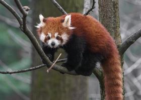 panda vermelho no galho