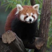 panda vermelho no galho foto