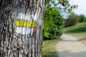 sinal turístico amarelo em uma árvore. detalhe de marcação turística em trilhas. marcas pintadas no tronco da árvore típica da república checa foto