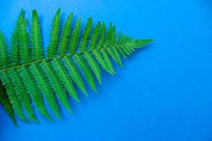 folha de samambaia verde sobre fundo azul foto