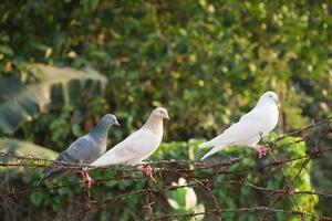pássaros de pombo na natureza à tarde foto